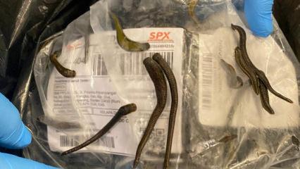  İstanbul Havalimanı’nda 5 bin adet tıbbi sülük ele geçirildi