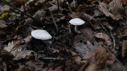 Yedikleri mantardan zehirlenen 7 kişi hastaneye kaldırıldı!