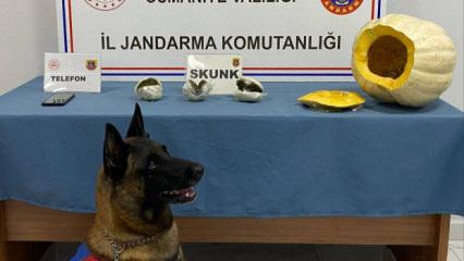 Yolcu otobüsünde şoke eden olay: Bal kabağından bakın ne çıktı!