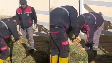 Şanlıurfa'da skandal görüntü: Yonca balyaları arasına koydular