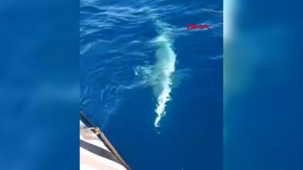 Amatör balıkçının oltasına köpek balığı takıldı