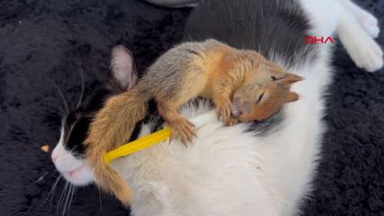 Epileptik nöbet geçiren hasta sincap, tedavi için yurt dışına gönderilecek