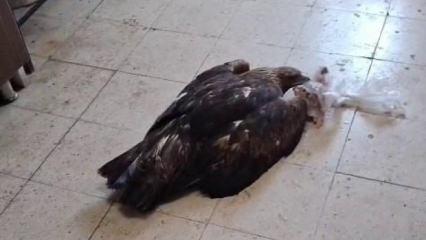 Esnafın kartala ‘kartalcık’ diye seslendiği anlar gündem oldu