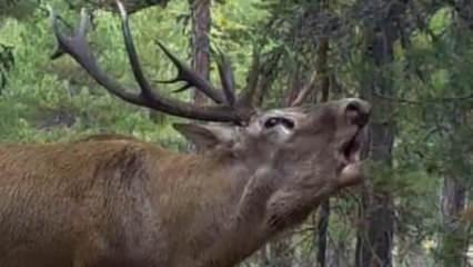 DKMP'den ilgi çeken "kızılgeyik" paylaşımı