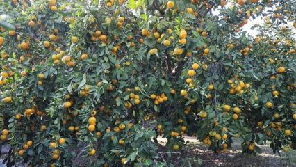 Fiyatı 2 liraya düştü, tonlarca ürün ücretsiz dağıtıldı