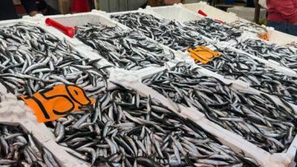 Hamsi azaldı, fiyatlar yeniden y&uuml;kselişte