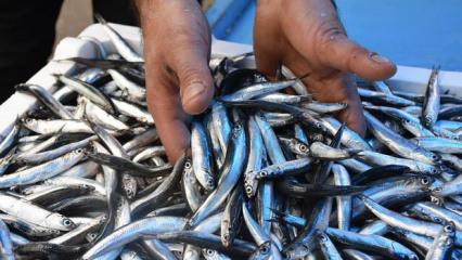 Hamsinin fiyatı düştü, ilgi arttı!