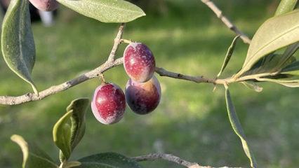 Hatay'da 201 bin ton zeytin rekoltesi bekleniyor