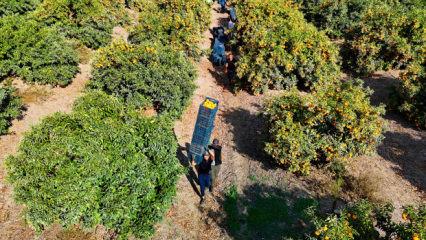 İşçilerin grevi kış meyvesini dalında bıraktı! Kilosu 3 liraya kadar geriledi