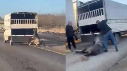 Kamyonetin arkasına bağladığı atı dakikalarca sürükledi; o anlar kamerada
