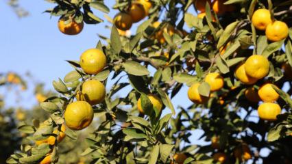 Kilosu 2 liraya kadar gerileyince tonlarca ürün ücretsiz dağıtıldı