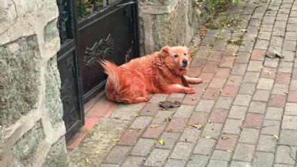 Kocaeli'de yeşil, mavi ve kızıl renklere boyanmış köpekler şaşırttı