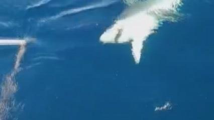 Köpek balığı amatör balıkçılara dehşeti yaşattı