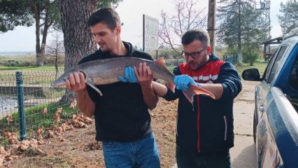 Meriç Nehri'nde yakalanan mersin balığı koruma altına alındı