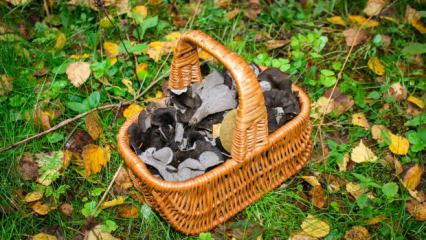 Polonyalı uzmandan şaşırtan keşif