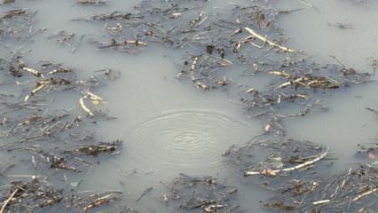 Sapanca’nın ardından Efteni Gölü’nde de gizemli fokurtu