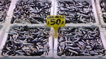 Son 35 yılın en bereketli hamsi sezonu