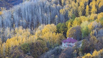 Sonbaharda doğayla buluşma noktası: Salördek ormanları