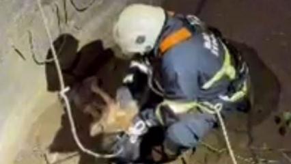 Su kuyusuna düşen çakal kurtarıldı