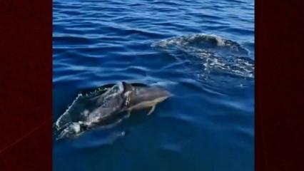 Temizlenen İzmit K&ouml;rfezi&rsquo;nde yunusların dansı kameralara yansıdı