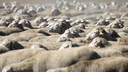 TİGEM, 300 reforme k&uuml;&ccedil;&uuml;kbaş hayvan satacak