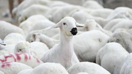 5 bin 150 reforme küçükbaş hayvan satacaklar! TİGEM duyurdu