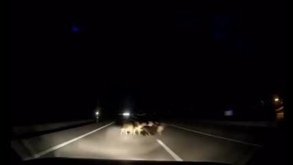 Tokat'ta otomobil koyun s&uuml;r&uuml;s&uuml;ne &ccedil;arptı: Hepsi telef oldu