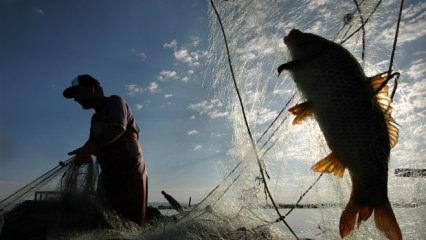 Türkiye'nin denizleri alarm veriyor! Balık türleri azalıyor