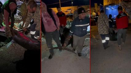 Yakaladığı kılıç balığını 4 kişi zor taşıdı! Kilosuna inanmak güç