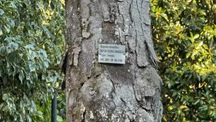 Yalova’nın canlı mirası: 96 yıllık arboretum sinir-stres bırakmıyor