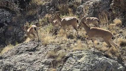 Bayburt'un zirvelerinde canlılık: Yaban ke&ccedil;ileri s&uuml;r&uuml; halinde g&ouml;r&uuml;nt&uuml;lendi