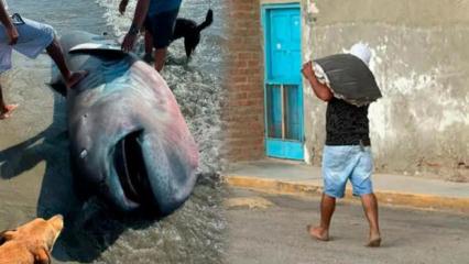 Bilim d&uuml;nyası i&ccedil;in servet değerindeydi! Endemik balık &uuml;&ccedil; dakikada fileto oldu!