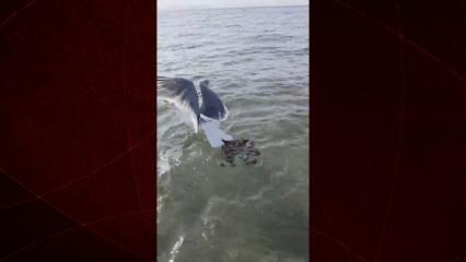 Bodrum'da bir kişi martıyı yakalayan ahtapotu yakaladı