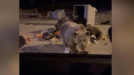 'Sen de bendensin' diyerek sucuk uzattığı ayı araca saldırdı