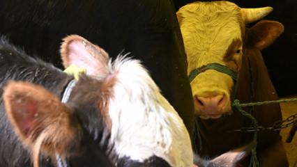 Beslediği dananın saldırısına uğrayarak hayatını kaybetti