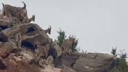 Elazığ'da dağ ke&ccedil;ileri s&uuml;r&uuml; halinde g&ouml;r&uuml;nt&uuml;lendi