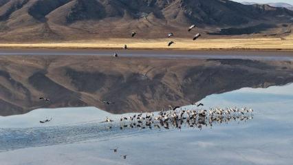 Eski ekosistemine kavuşan "Tuzla Palas Gölü" göçmen kuşları ağırlıyor