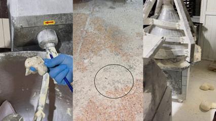 Fırına giren ekipler şoke oldu: Mide bulandıran görüntü! Böcek çeşidi saymakla bitmedi