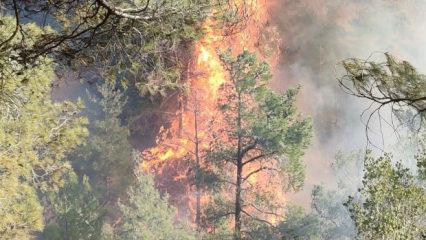 Hatay’ın Belen ilçesinde orman yangını