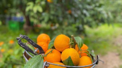 Havran mandalinasında hasat vakti