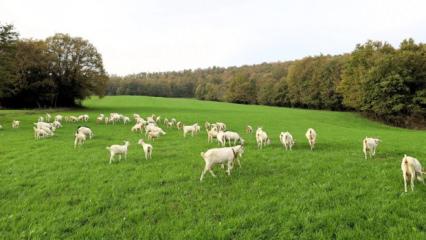 Hibeli Tarlalar bereket getirdi: &Uuml;reticinin g&uuml;nl&uuml;k karı 800 lira oldu!
