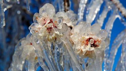 Felaketten zararsız çıktılar: Don mağduru çiftçiye 23 milyar lira ödendi