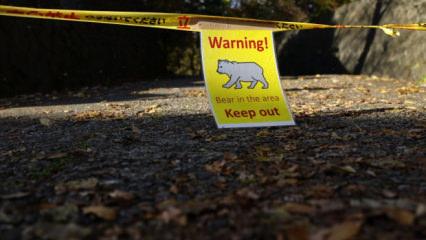 Japonya'da ayılara karşı sigorta hizmeti başlıyor