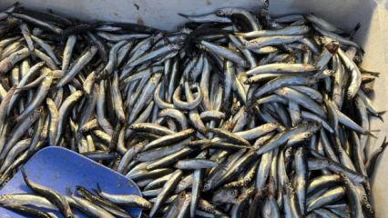 Palamut G&uuml;rcistan'a ka&ccedil;ınca tezgahlar hamsiyle doldu