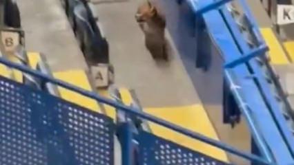 Şampiyonlar Ligi maçı öncesi dünya devinin stadına tilki girdi