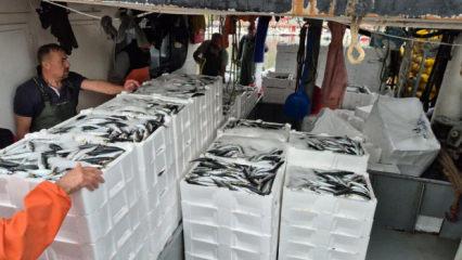 Tayfalar mutlu: Yüzlerce kasa balık yakalandı