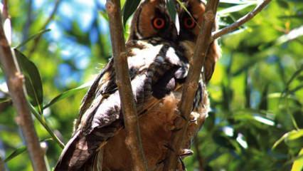 Nadir görülen kulaklı orman baykuşu Van'da objektiflere yansıdı