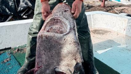 Yalova açıklarında 300 kilo ağırlığında pamuk cinsi köpek balığı ağa takıldı