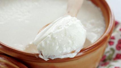 Yoğurt yapmak için en iyi süt meğerse buymuş: Lezzeti 10 kat artıyor