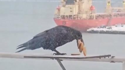 6 bisk&uuml;viyi aynı anda gagasına sığdırmaya &ccedil;alışan karga kamerada